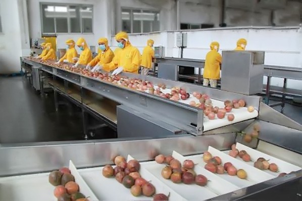 如何選取優(yōu)質(zhì)的果汁加工原料？